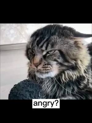 A post by @ourlovepets on TikTok caption: R u angry #dogtiktok #doggy #pettiktok #foryoupage #CurameChoreo #kittyanddog #fpy #angrycat