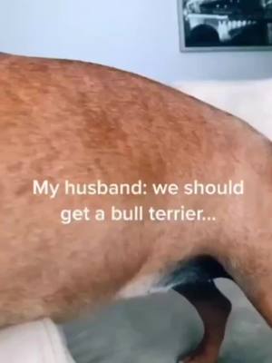 A post by @pet_cute_633 on TikTok caption: #bullterrier #cooldog #doglife #cutedog