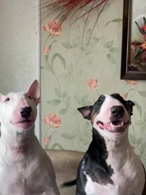 A post by @pet_cute_633 on TikTok caption: #bullterrier #cutedog #cooldog #doglife