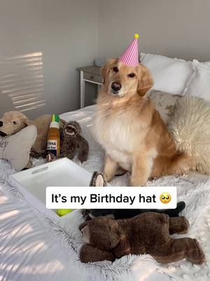 A post by @golden_huck_fin on TikTok caption: He loves his party hat 🥳 #itsnotjustaboulder #birthdayhat #puppyeyes #toocute #goldenlife #dogbirthday