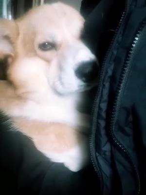 A post by @mason_corgi_dog on TikTok caption: #mason #corgi #dog #animals #корги #собака #cute