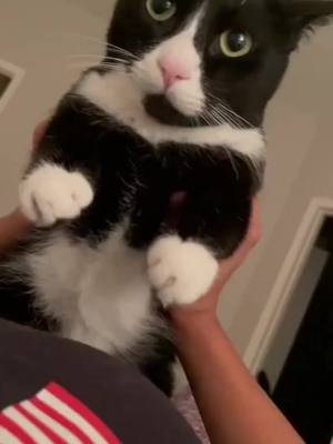 A post by @petsoflll21 on TikTok caption: Click on the homepage link to see more exciting content #fyp #cat #viral #foryoupage #kitten #fypシ