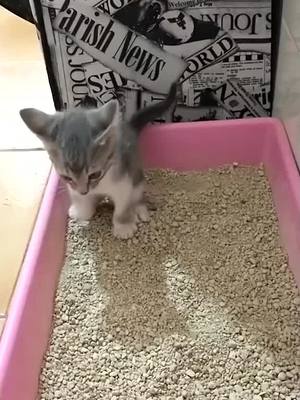 A post by @petsoflll21 on TikTok caption: To see more exciting content, please click on the homepage link #viral #cat #foryou #tiktok #fyp #foryoupage