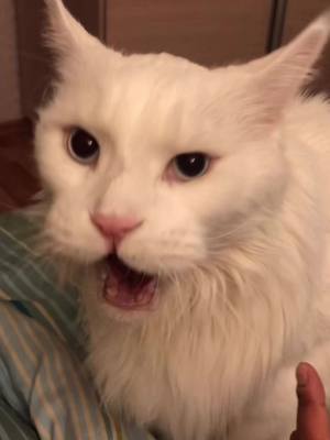 A post by @white_mozart on TikTok caption: И вновь КУСЬ не за что) #whitemozart #mozart #top #rec #cat #angrycat #recommendations #моцарт #dzvlog #кот #мейнкун #меинкун #ха #топчик #рек #врек