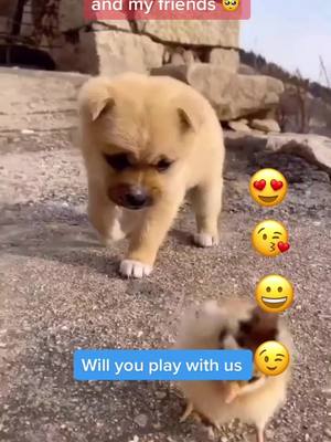 A post by @hdhba0 on TikTok caption: Will you play with us🥺#fyp #dog #friend