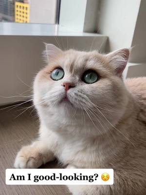 A post by @peach_jo on TikTok caption: Let her know she is an angel 👼🏻 #catsoftiktok #cutecat #catlover #cat #fyp #spreadlove