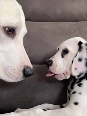 A post by @thecrazydogmom on TikTok caption: Minnie absolutely adores Thor! 💗😍 #dogs #puppy #dalmatian #dallys #spotty #dogsofttiktok #Home #foryoupage #fyp #fu #foru #dogtiktok