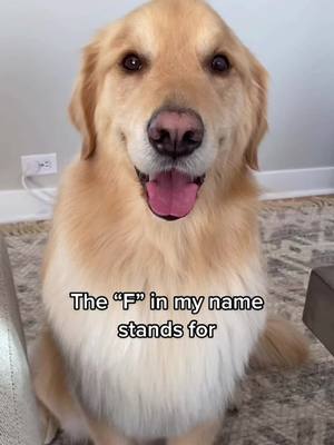 A post by @golden_huck_fin on TikTok caption: (And floofy too) 🤪 #didyouguessright #dogsoftiktok #goldenretriever #floofer #frizzball