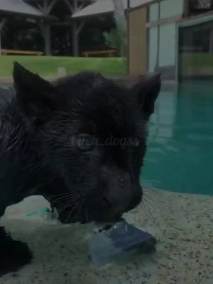 A post by @bitch_dogss on TikTok caption: ⛓️🖤Black jaguar🖤⛓️(my fav big cat)#fyp#foryou#foryoupage#edit#blackjaguar#jaguar#viral#bitch_dogss