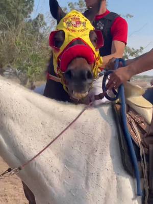 A post by @palominoracingvlogs on TikTok caption: 🙏🏽🚀 #vegasqhracing #carrerasdecaballos #cuadraferrari #parati #fypシ #racehorses #grupofirme