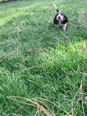 A post by @walkertexasranger828 on TikTok caption: Here comes the boy 💙🐾 #bassethoundpuppy #bassethound #fyp