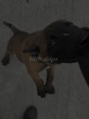 A post by @bitch_dogss on TikTok caption: ⛓️Dogs⛓️#fyp#foryou#foryoupage#doberman#germanshepherd#bordercolie#malnions#viral#dogedit#dogs#trend#puppys#GlowUp#bitch_dogss