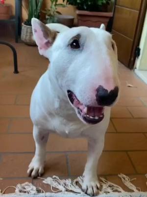 A post by @pet_cute_633 on TikTok caption: ahahaah#bullterrier #doglove #cutedog #funnydogs