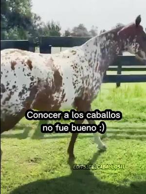 A post by @edits_de_caballos11 on TikTok caption: #dúo🔒🖇 #fypシ #edits_de_caballos11 #equitation