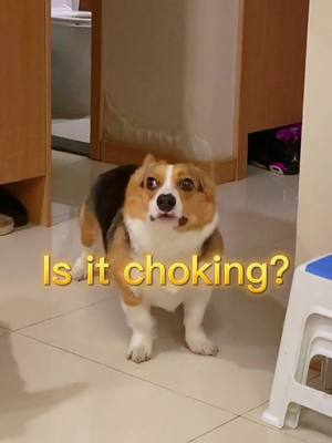 A post by @cute_corgi_ on TikTok caption: It's uncomfortable. #corgis #fyp #corgilife #CORGI #cute #fyp