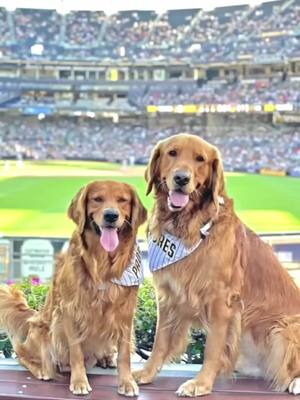 A post by @ on TikTok caption: @padres @petco @pupbox