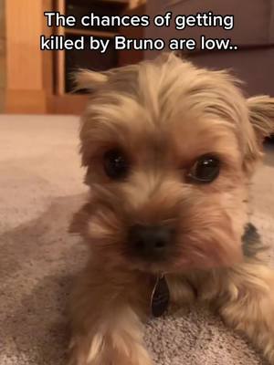 A post by @just.a.pup_bruno on TikTok caption: Unless you give him treats! #fypシ #yorkiesoftiktok #yorkshireterrier #attack dog