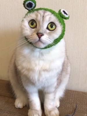 A post by @catpipi on TikTok caption: A green frog cat 🐸 😽#catsoftiktok #cat #luckyfrog #cosplay #froghat #catcute #viral #fyp #foryou