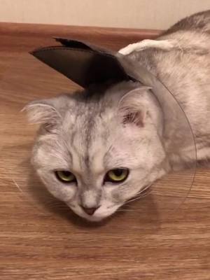 A post by @catpipi on TikTok caption: Looks a little sad🥺🥺🥺#catsoftiktok #cat #cosplay #sadcat #catcute #viral #fyp #foryou