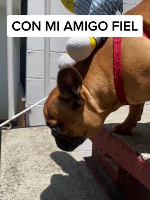 A post by @khloethehappybulldog on TikTok caption: #viral #comedia #perro #mascotas #tiktokviral #latin #latinamerica #mascota #messi #cristiano