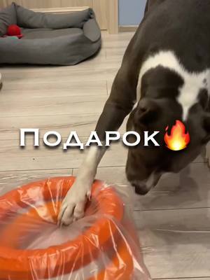 A post by @sandy.amstaff on TikTok caption: @johnnythekakashka ❤️ @TikTok показывай наши видео зрителям!😂 #ThenNowForever #BOSSMoves #подарок #стаффик #собачка #собака #амстаффСанди