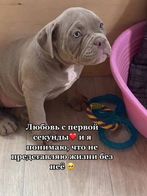 A post by @chester.bully on TikTok caption: наша первая встреча❤️ маленький ребёнок, в глазах которого столько страха🥺 #американскийбулли #americanbully #барселона #mybabygirl