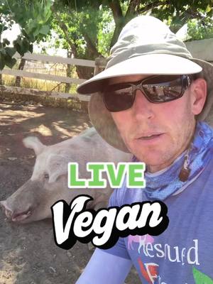 A post by @rescuedfriends on TikTok caption: Meatless Monday’s, being vegetarian, does not cut it. Live Vegan 365 days a year! #govegan #vegan #vegantiktok #bevegan