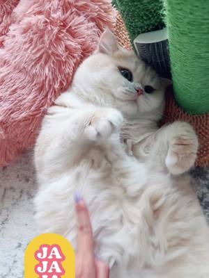 A post by @peach_jo on TikTok caption: #catsoftiktok #cutecat #catlover #cat #fyp