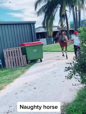 A post by @gouravbanwala9 on TikTok caption: Love working with beautiful animals…. #sydney #australia #horse #india #haryanvi #punjabi #fypシ #international