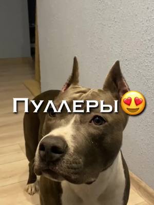 A post by @sandy.amstaff on TikTok caption: Часто моете игрушки?😵 что с активом?🥲 #ХэХэСобес #ThenNowForever #BOSSMoves #стаффик #амстафф #стафф #собака #эдит #милота #милашка #малышка