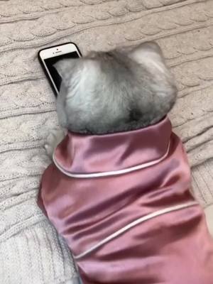 A post by @catpipi on TikTok caption: Ah,peeking was caught😶😶#catsoftiktok #cat #cosplaycat #pajamas #cutecats #peeking #funny #viral #fyp