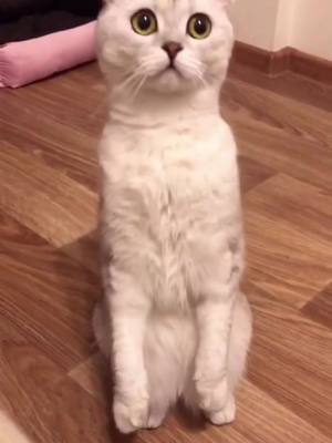 A post by @catpipi on TikTok caption: Can you write in the comments when you watch the video? I’m 1:17AM😵‍💫😵‍💫😼#catsoftiktok #cat #cutecats #cosplaycat #funny #viral #pet #fyp