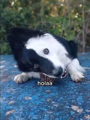 A post by @drako_el_perro on TikTok caption: sólo si quieres 💝#drako #lentejasdrako🤣 #parati #like #bordercollie