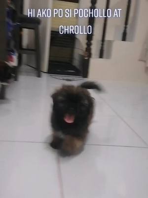 A post by @matildablacklab on TikTok caption: Playtime with Pochollo and Chrollo #doglover #dogsofttiktok #dog