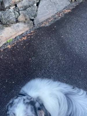 A post by @forsythian on TikTok caption: #aussie #catsoftiktok #dogsofttiktok  #aussiesdoingthings #wigglebut