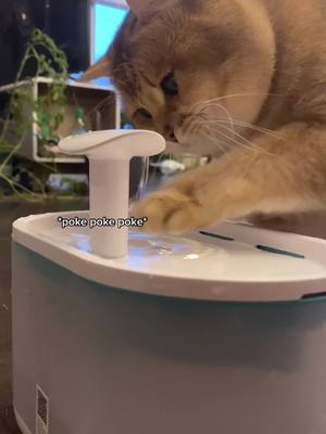 A post by @coolestpotatoe on TikTok caption: #ad Did you know cats prefer running water since still water is typically dirtier in the wild!? Smart boi 😸 #cataoftiktok#tiktokcats @petlibro