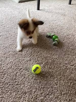 A post by @calamitylandes on TikTok caption: #puppy #papillon