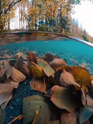 A post by @exploringalaska on TikTok caption: The colors of Autum in Alaska! What a rare view! #alaska