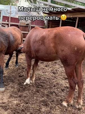 A post by @horsemenow on TikTok caption: Кто-то маменькин сынок…#собакадругчеловека #конныйспорт #лошадиэтожизнь #лошади #верхомналошади