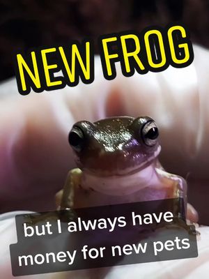 A post by @zoo_of_tomorrow on TikTok caption: been super busy lately, sorry 😞 #pet #PetsOfTikTok #frog #frogsoftiktok #greentreefrog #amphibian #amphibiansoftiktok