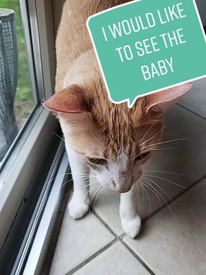 A post by @zoo_of_tomorrow on TikTok caption: #pet #PetsOfTikTok #cat #catsoftiktok #kitten #kittenoftiktok #meow #orangecat #catswithfoodnames