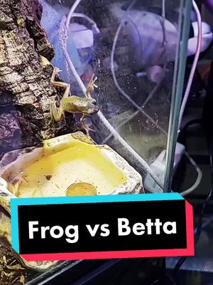 A post by @zoo_of_tomorrow on TikTok caption: #frog #frogsoftiktok #pet #PetsOfTikTok #fish #fishoftiktok #aquarium #terrarium