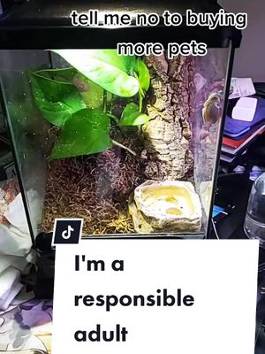 A post by @zoo_of_tomorrow on TikTok caption: at least I can save enough money to be sure they are all cared for 😅 #pet #PetsOfTikTok #aquarium #zoo #fyp