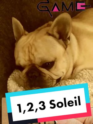 A post by @alexandraheili on TikTok caption: 1,23,⭕🔺🔲soleil . #follo #frenchbulldog #bouledoguefrancais #dog#humour#animaux_rigolos #squidgame