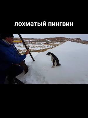 A post by @polarmans on TikTok caption: #пингвин #антарктида #НетУжеЕсть #рекомендации #рек #реки