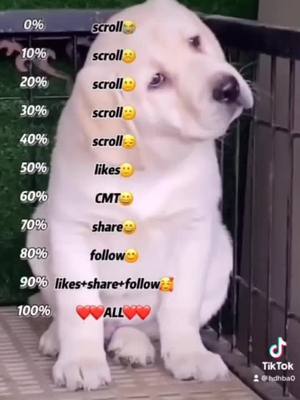 A post by @hdhba0 on TikTok caption: How much do you love me???#fyp #dogs #foryou #cutedog