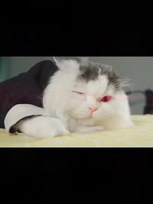 A post by @ninjacatkungfu on TikTok caption: #cat #fyp #foryou