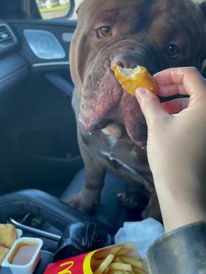 A post by @chester.bully on TikTok caption: Точно мамин ❤️🥰 #американскийбулли #americanbully #честер #chester #мойпсын