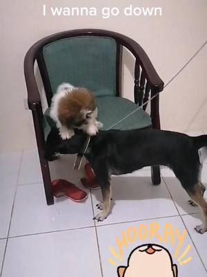 A post by @matildablacklab on TikTok caption: #fyp #dogsofttiktok #doglover #dog