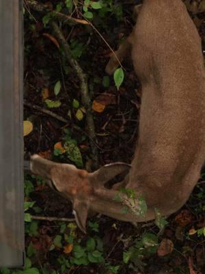 A post by @rutreaper on TikTok caption: He needs another year. #rutreaper #archery #bowhunting #hunting #foryou #Outdoors #whitetail #canon